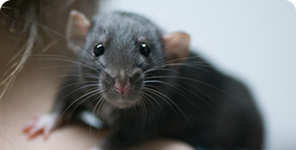 東京都品川区でのネズミの被害